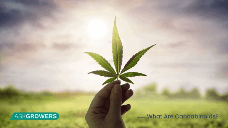 What do cannabinoids do
